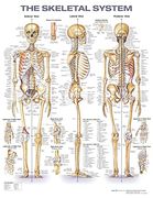 The Skeletal System Anatomical Chart (en Inglés)
