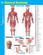 General Anatomy Sparkcharts (en Inglés)