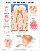 Anatomy of the Teeth Anatomical Chart (en Inglés)