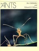 The Ants (en Inglés)