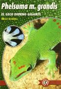 phelsuma madagascariensis grandis : geco diurno gigante