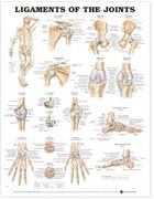 ligaments of the joints