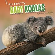 All About Baby Koalas (oh Baby! ) (en Inglés)