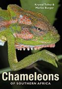 Chameleons of Southern Africa (en Inglés)