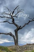 T(H)Ree Rings: Lessons (Our Numbered Days) (en Inglés)
