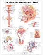 The Male Reproductive System Anatomical Chart (en Inglés)