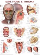 Ear, Nose, and Throat Anatomical Chart (en Inglés)