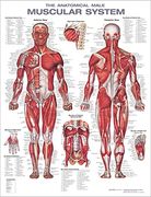 The Anatomical Male Muscular System Anatomical Chart (en Inglés)