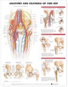 anatomy and injuries of the hip anatomical