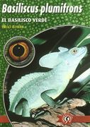 basiliscus plumifrons : el basilisco verde
