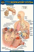 Anatomy of the Respiratory System