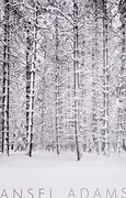 Pine Forest in Snow, Yosemite National Park, California, 1932 (en Inglés)