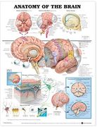 Gráfico Anatómico Anatomía del Cerebro Anatómico Gráfico