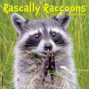 portada Willow Creek Press Rascally Raccoons Monthly 2024 Wall Calendar (12" x 12") (en Inglés)