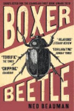 boxer beetle (en Inglés)