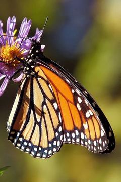 portada Monarch Butterfly: The Monarch Butterfly or Simply Monarch Is a Milkweed Butterfly in the Family Nymphalidae. (en Inglés)