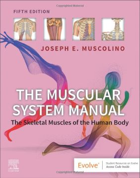 portada The Muscular System Manual: The Skeletal Muscles of the Human Body (in English)