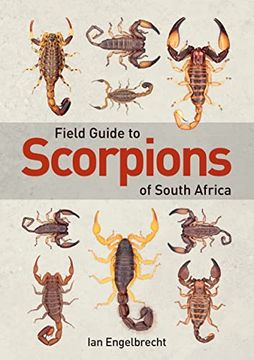 portada Field Guide to Scorpions of South Africa (in English)