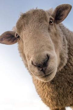 portada Sheep: Domestic Sheep Are Quadrupedal, Ruminant Mammals Typically Kept as Livestock. Like Most Ruminants, Sheep Are Members o (en Inglés)