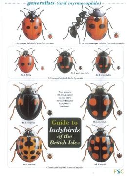 portada Guide to Ladybirds of the British Isles