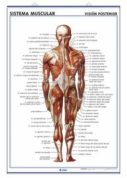 portada Sistema Muscular (Visión Anterior) / Sistema Muscular (Visión Posterior)
