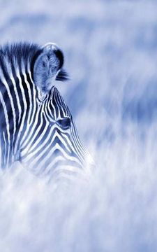 portada Alive! Zebra Stripes - Blue Duotone - Photo Art Nots (5 X 8 Series)