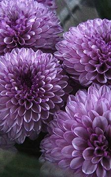 portada Lilac Flower Journal (en Inglés)