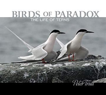 portada Birds of Paradox: The Life of Terns (en Inglés)