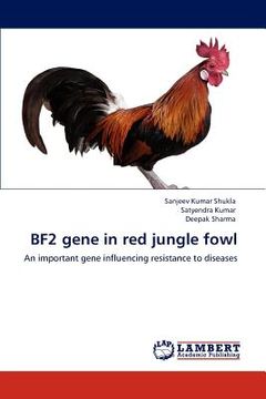 portada bf2 gene in red jungle fowl (en Inglés)