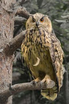 portada eagle owl (in English)