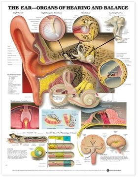 portada the ear-organs of hearing and balance chart (en Inglés)