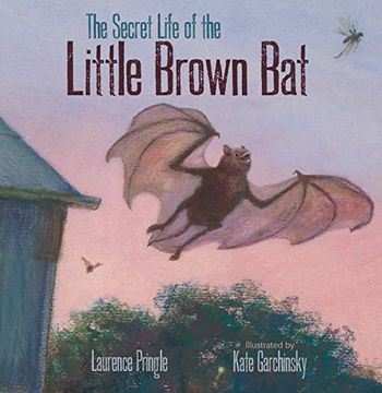 portada The Secret Life of the Little Brown bat (in English)