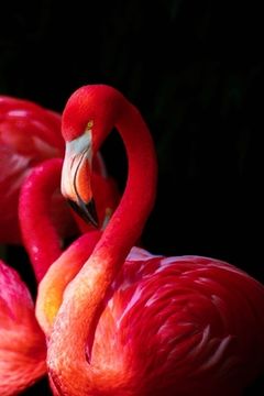 portada Flamingo JW Gratitude Journal - 3 months (en Inglés)