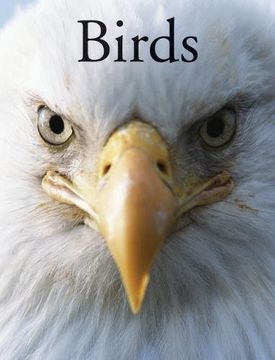 portada Birds