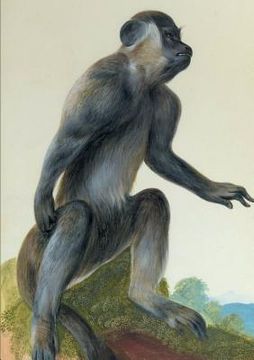 portada Carnet Ligné, Macaque (en Francés)