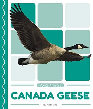 portada Canada Geese (Pond Animals) (en Inglés)