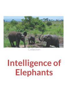 portada Intelligence of Elephants (en Inglés)