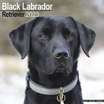 portada Black Labrador Calendars 2019 - lab - Retriever - dog Breed Calendars - 2022 - 2023 Wall Calendars - 16 Month by Avonside 