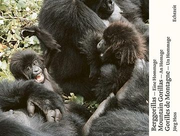 portada Berggorillas - Moutain Gorillas - Gorilles de Montagne: Eine Hommage. An Homage. Un Hommage (en Alemán)