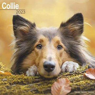 Libro Collie Calendar - dog Breed Calendars - 2022 - 2023 Wall
