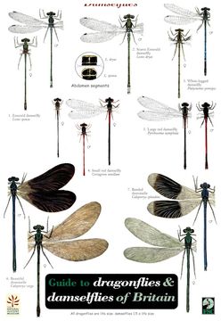 portada Dragonflies and Damselflies (en Inglés)