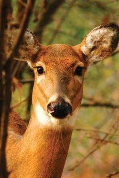 portada Young Deer Journal (en Inglés)