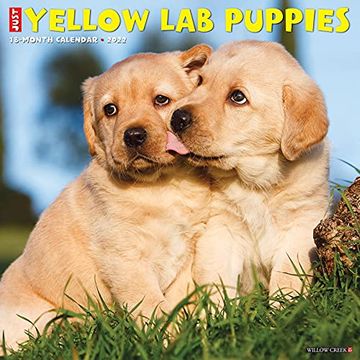 portada Just Yellow lab Puppies 2022 Wall Calendar (Dog Breed) (en Inglés)