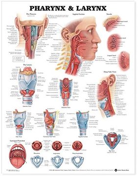 portada Pharynx & Larynx: Anatomical Chart 