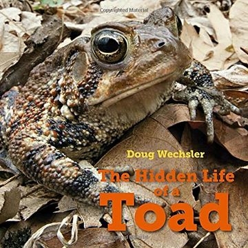 portada The Hidden Life of a Toad (Hope Chest of Dreams) 