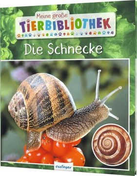 portada Meine Große Tierbibliothek: Die Schnecke (in German)