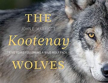 portada The Kootenay Wolves: Five Years Following a Wild Wolf Pack (en Inglés)
