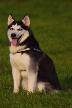 portada Husky: This Is a General Name for a Sled-Type of Dog Used in Northern Regions, Differentiated from Other Sled-Dog Types by Th (in English)