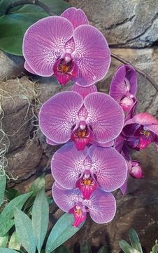 portada Hot Pink Orchid Journal (en Inglés)
