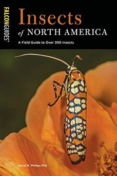 portada Insects of North America: A Field Guide to Over 300 Insects (Falcon Guides) (in English)